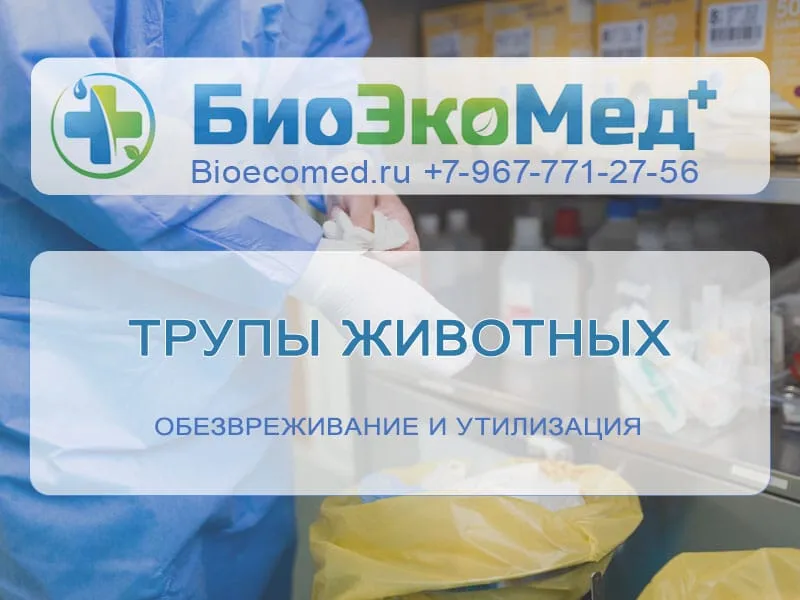 Трупы животных
